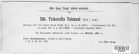 Tulasnella tulasnei image